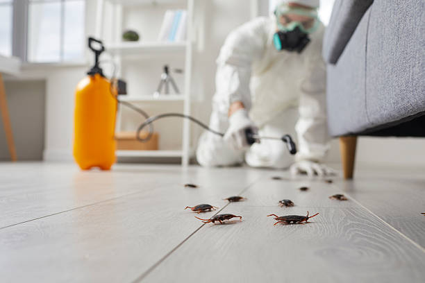 Commercial Kitchen Cockroach Control in Laie